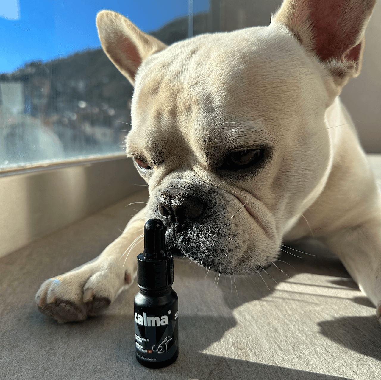 CBD oil for dogs đ¶