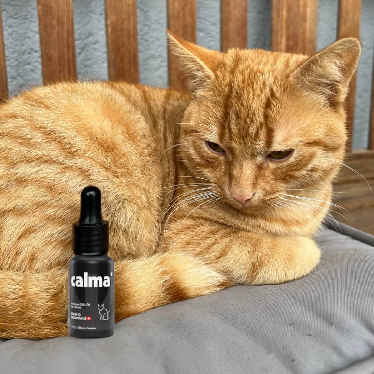 CBD Oil for Cats đ±