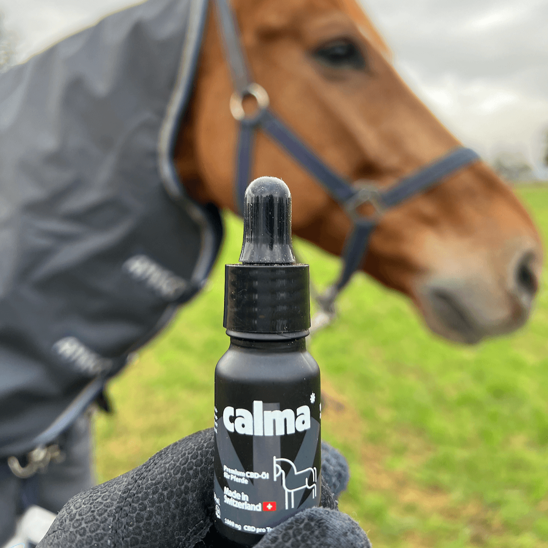 CBD Oil for Horses đŽ