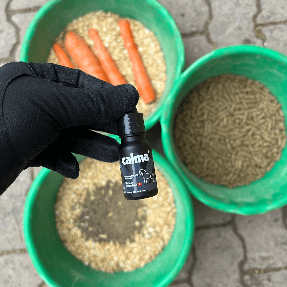 CBD Oil for Horses đŽ