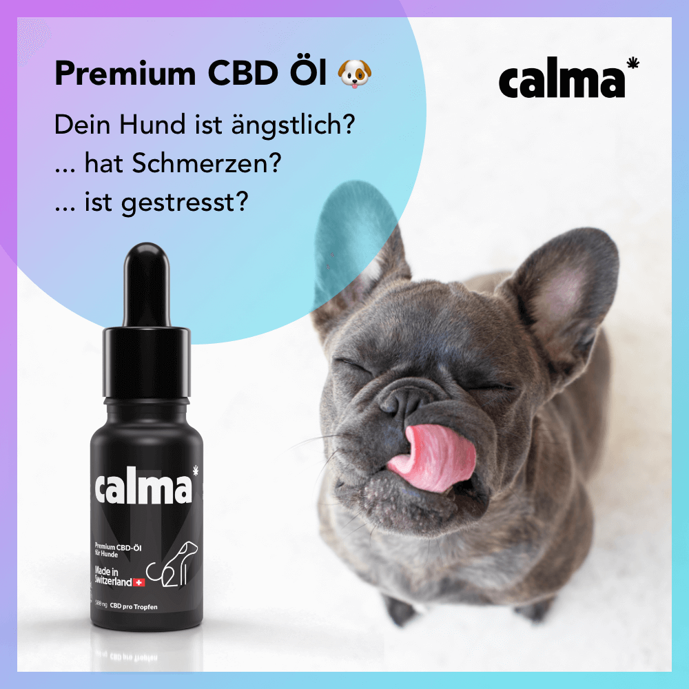 CBD oil for dogs 🐶