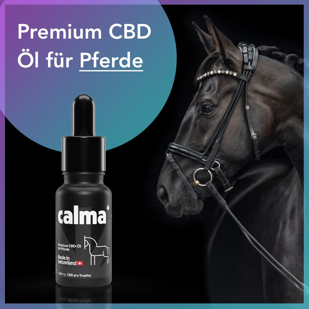 CBD Oil for Horses 🐴