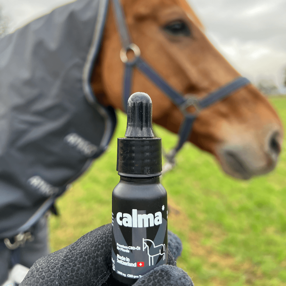 CBD Oil for Horses 🐴